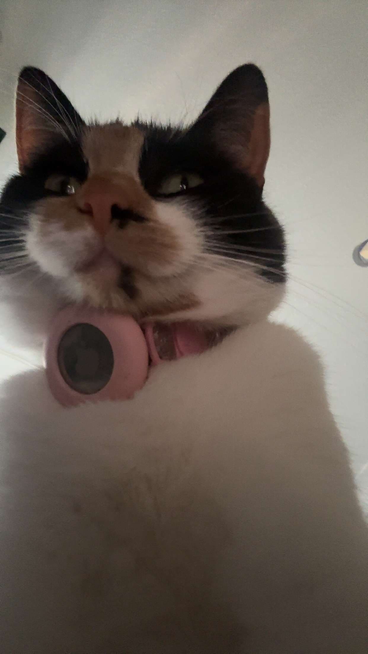 June the calico cat looking down at the camera